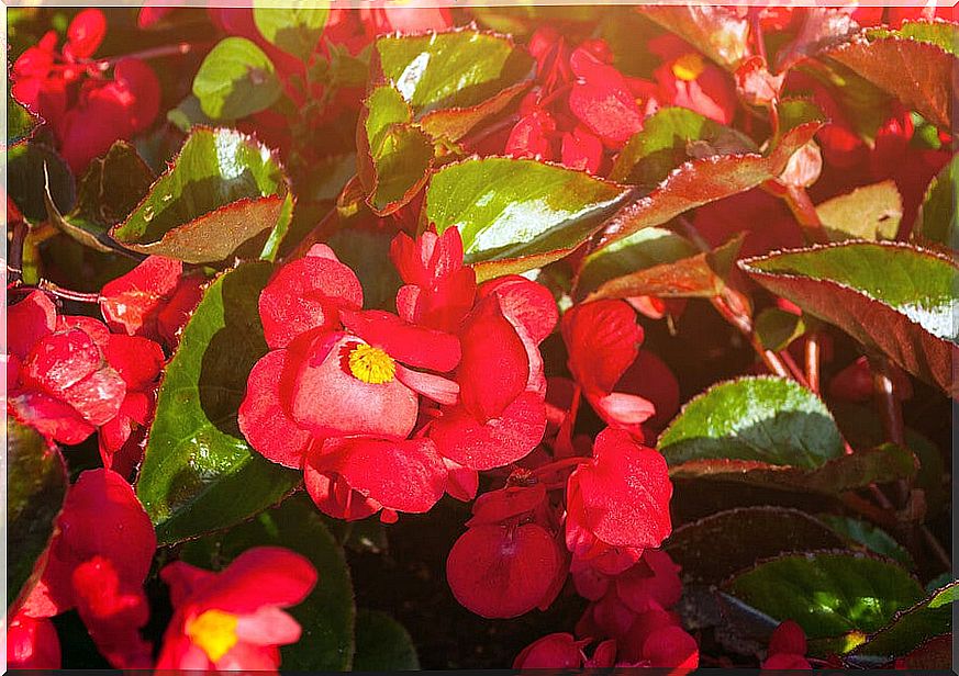 flowers to decorate your balcony 