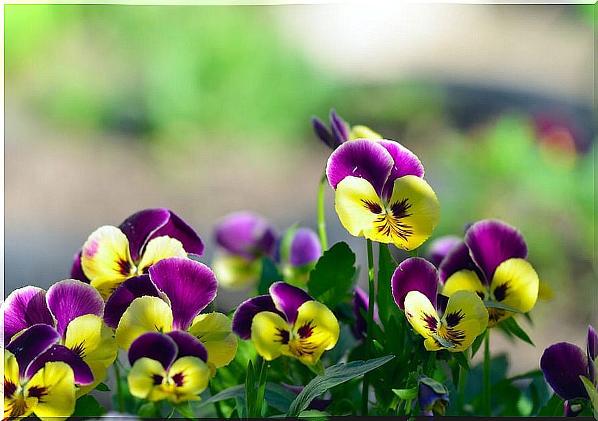 Flowers to decorate your balcony