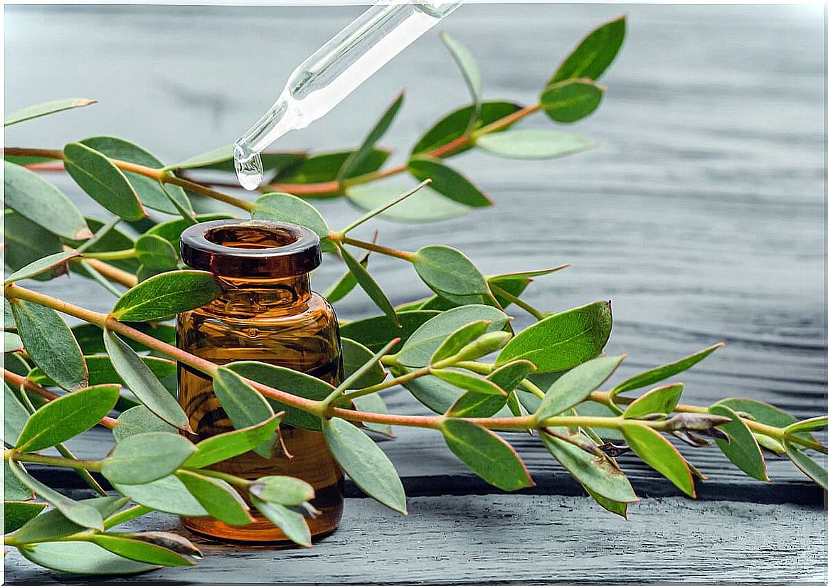 What are the benefits of having eucalyptus in the shower?