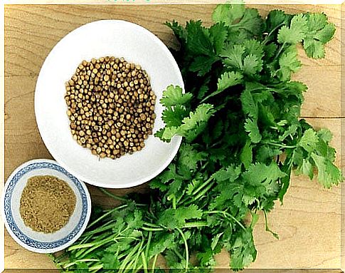 cilantro