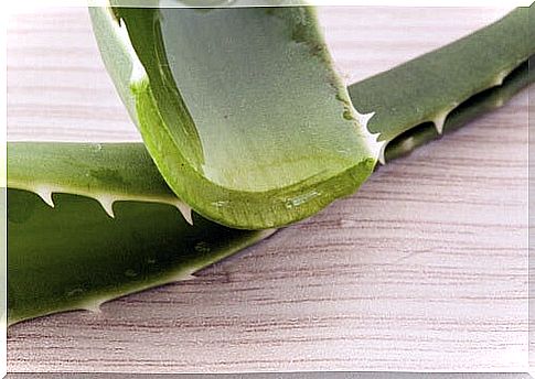 Aloe vera for homemade shower gel