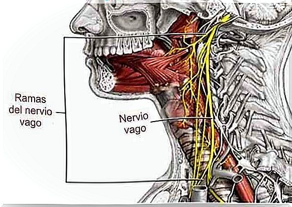 vagus nerve