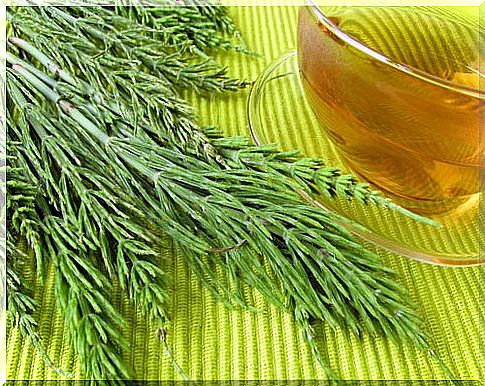 Horsetail Infusion