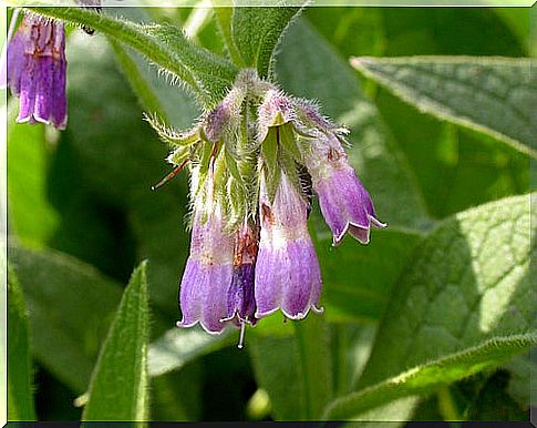 comfrey Matt Lavin