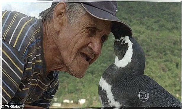 penguin-brazilian