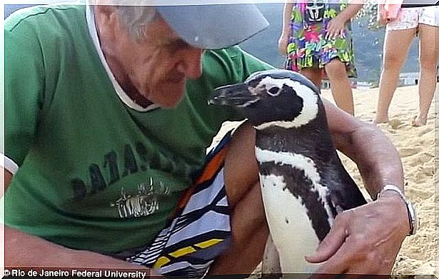 penguin-brazil