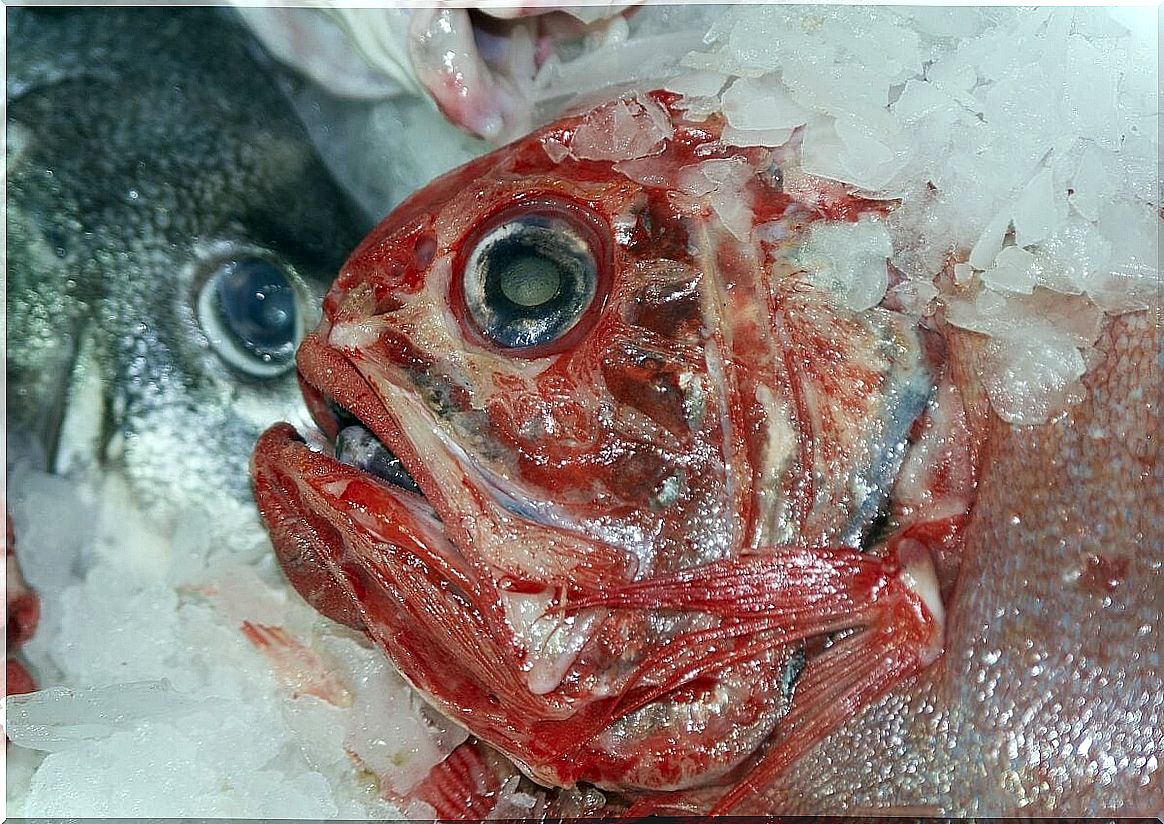 Orange roughy (Hoplostethus atlanticus)