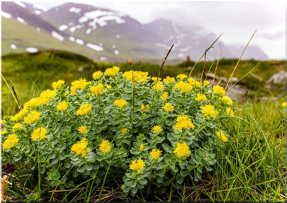 Rhodiola rosea: uses, benefits and contraindications