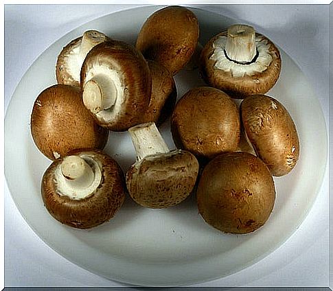 champignon