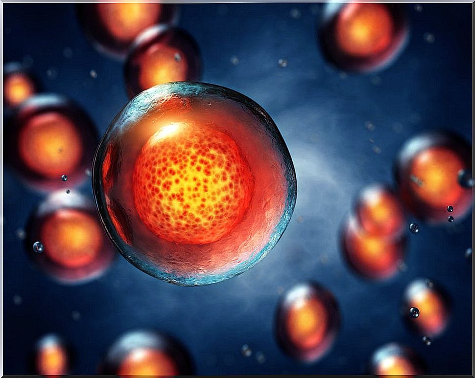 Stem cell differentiation process